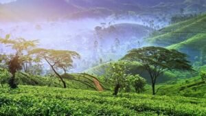 Nuwara Eliya Srilanka