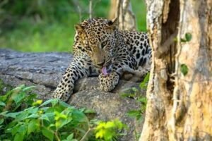 Yala national park srilanka
