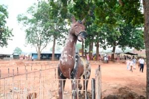 Travel guide of jharkhand by sangeeta