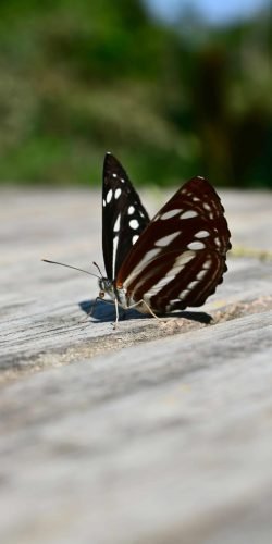 Luang Prabang - travelmuse by sangeeta